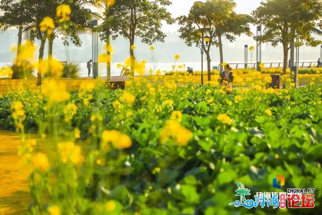 珠海油菜花，开了