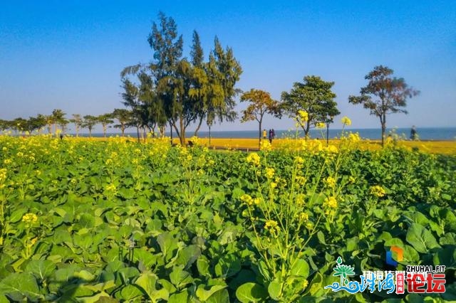 珠海油菜花，开了