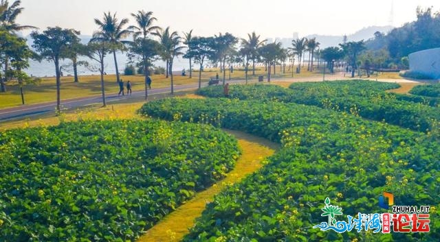 珠海油菜花，开了