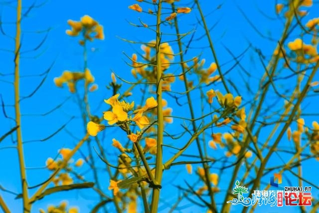 珠海油菜花，开了