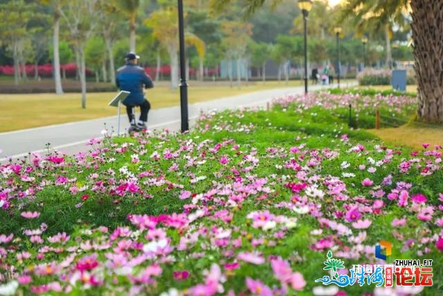 珠海油菜花，开了