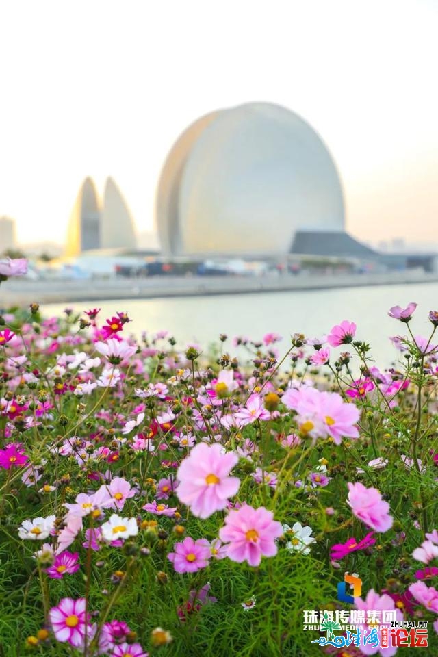 珠海油菜花，开了