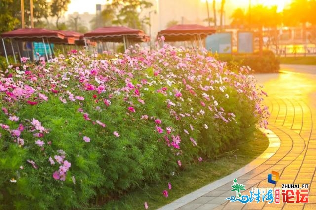 珠海油菜花，开了