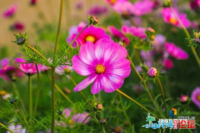 珠海油菜花，开了