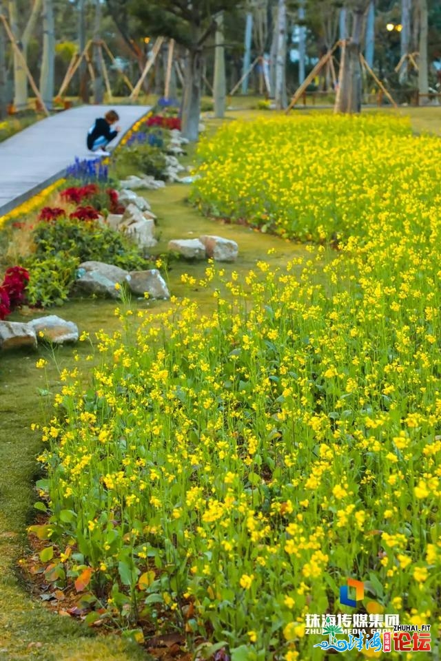 珠海油菜花，开了