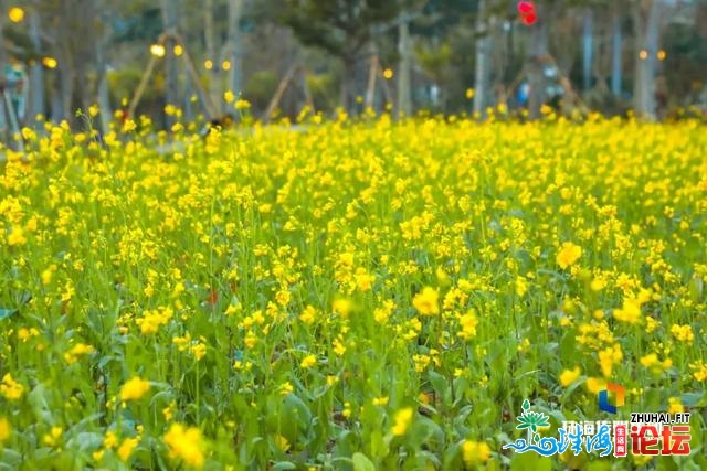 珠海油菜花，开了