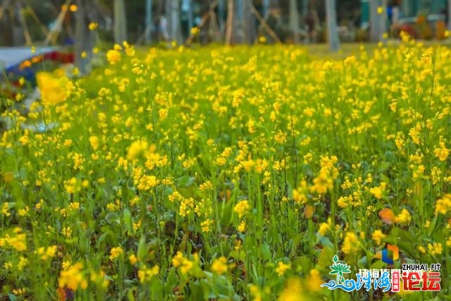 珠海油菜花，开了