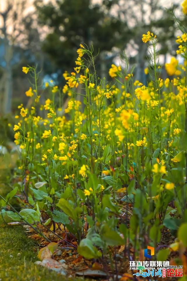 珠海油菜花，开了