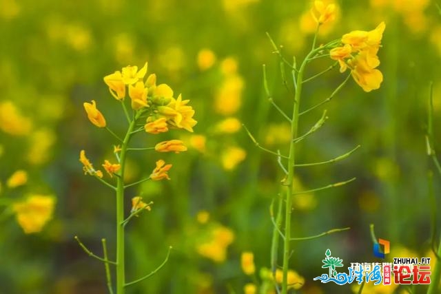 珠海油菜花，开了