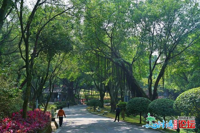 留正在佛山过年尾选“广东尾县”北海区，光景如绘，合适...