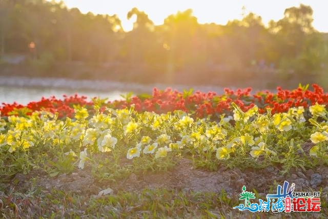 珠海情侣路惊现“童话天下”！另有连片金鱼草、波斯菊、醒蝶花…-7.jpg