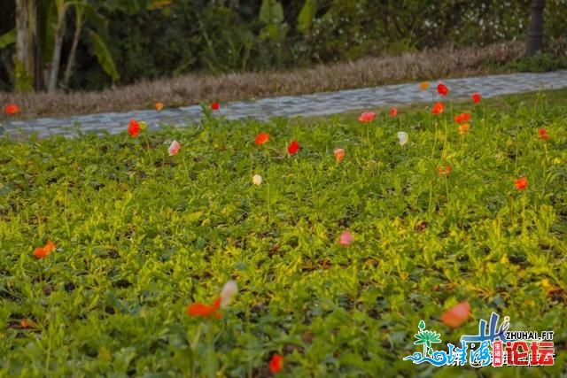 珠海情侣路惊现“童话天下”！另有连片金鱼草、波斯菊、醒蝶花…-14.jpg