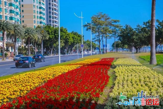 珠海情侣路惊现“童话天下”！另有连片金鱼草、波斯菊、醒蝶花…-27.jpg