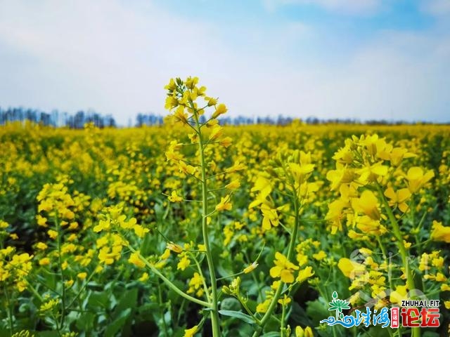 看花海、逛庙会、开飞机…珠海那里，过年太好玩了