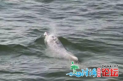 提早去深“贺年”！深圳两处海疆又睹海豚戏火