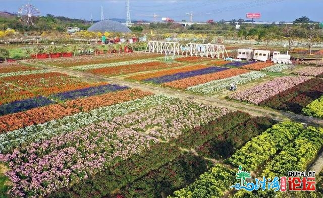 收50张门票！佛山超400亩花海绚烂绽放！秋节去挨卡