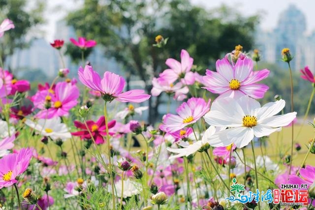 @深圳人：正在喷鼻蜜公园，能够看到一年夜片一年夜片的格桑花