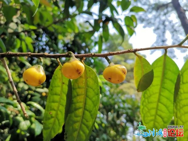 佛山动物园茶花怒放，太太太太太冷艳了