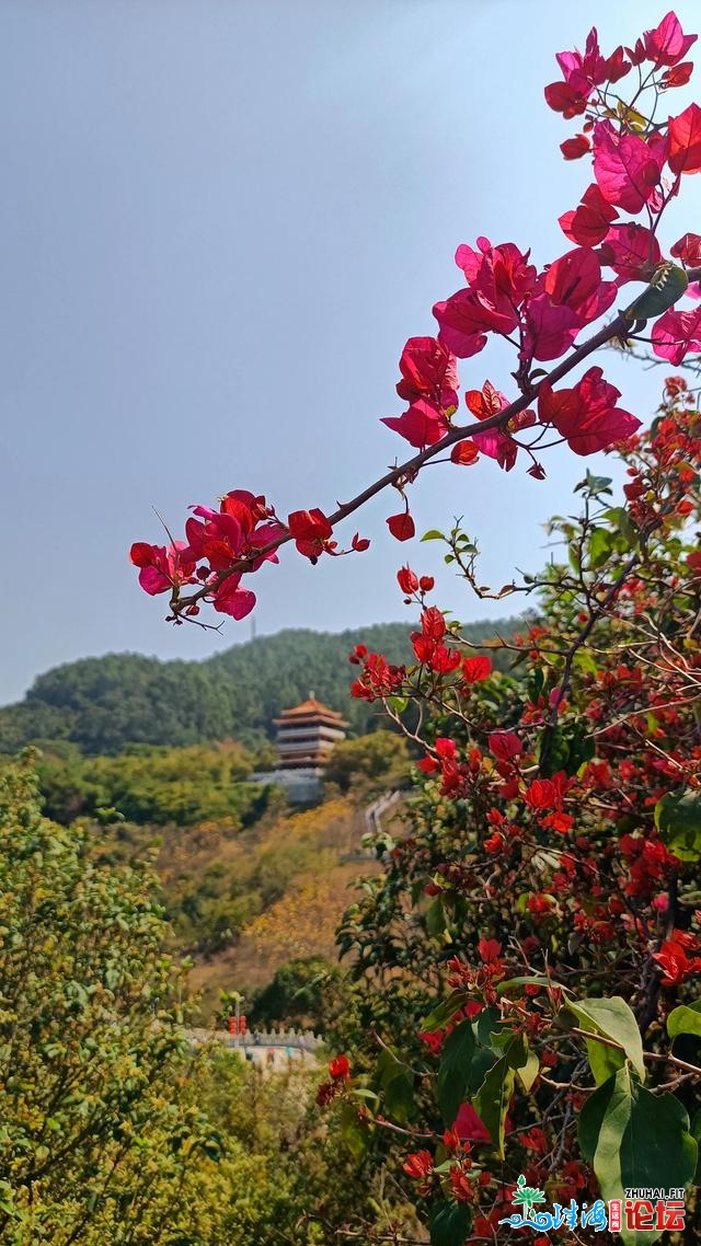 快去快去！东莞市火濂山丛林公园里的桃花也怒放啦。