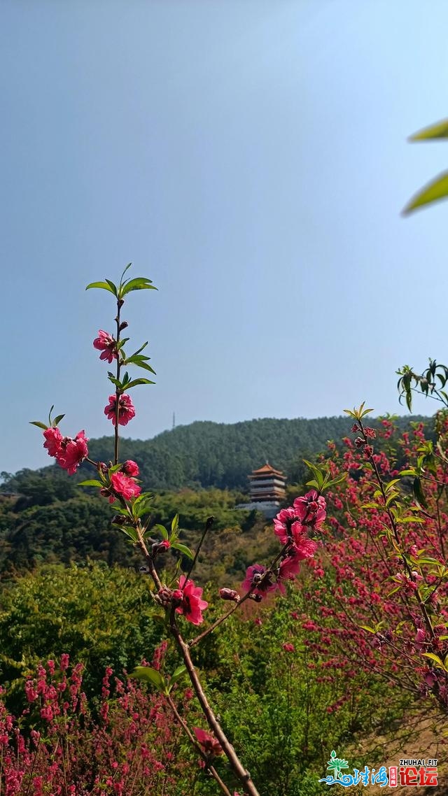 快去快去！东莞市火濂山丛林公园里的桃花也怒放啦。