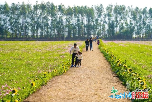 人少景靓！斗门人“公赏”的尽好花田，终究被发明了…