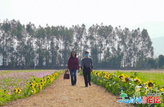 人少景靓！斗门人“公赏”的尽好花田，终究被发明了…