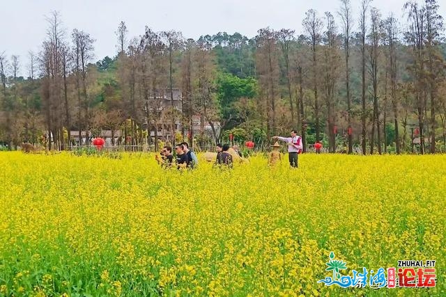 人少景靓！斗门人“公赏”的尽好花田，终究被发明了…