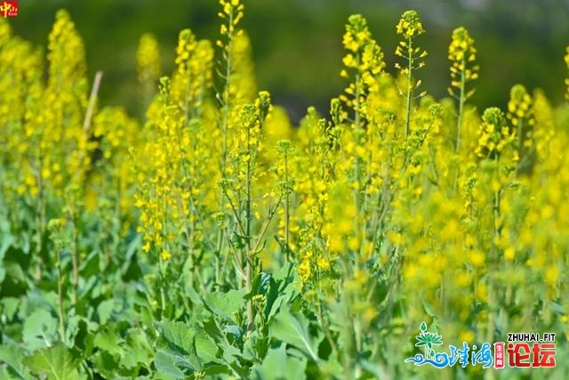 骑马、赏油菜花！中山那个童话小镇，等您去约-8.jpg