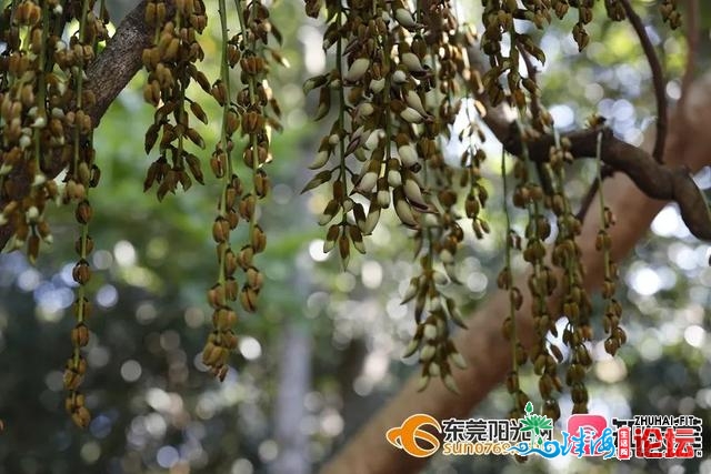 东莞那里的“花中翠鸟”开啦！组团赏花，刷爆伴侣圈！