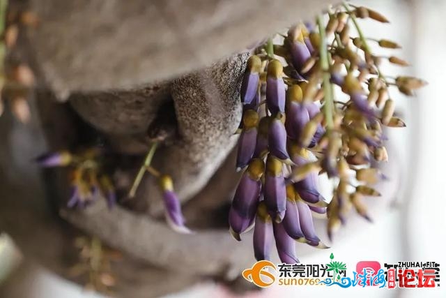 东莞那里的“花中翠鸟”开啦！组团赏花，刷爆伴侣圈！