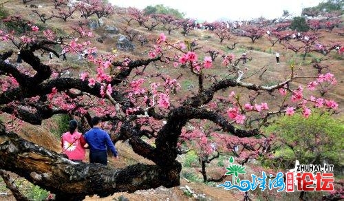 北方拍客 | 太好啦！广东那些处所花已怒放