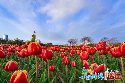 北方拍客 | 太好啦！广东那些处所花已怒放