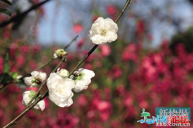 广州利剑云山：桃花涧里秋意浓 桃花衰放李花喷鼻-3.jpg