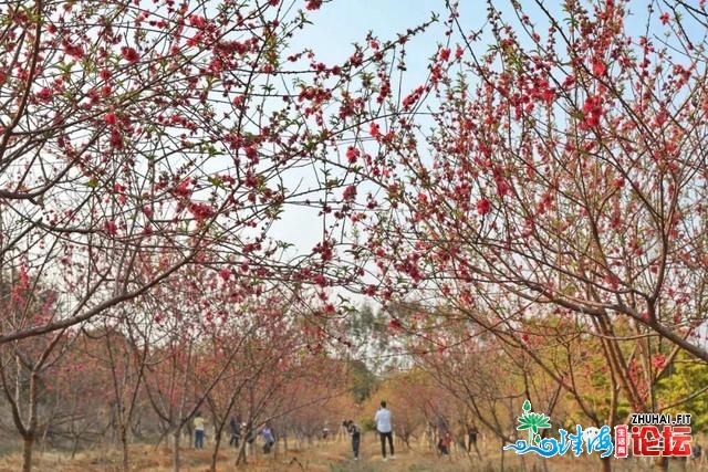 东莞那个公园躲了一片桃林！今朝桃花朵朵开！冷艳伴侣圈-13.jpg