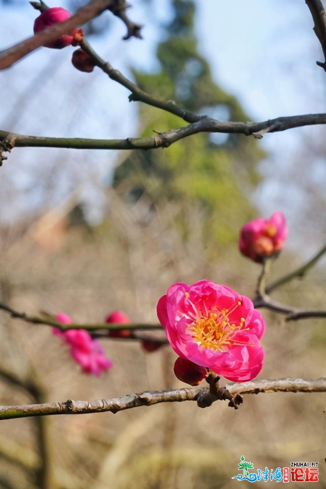 青岛：梅花面面开，一同来中猴子园撩“梅”吧！