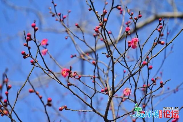 青岛：梅花面面开，一同来中猴子园撩“梅”吧！