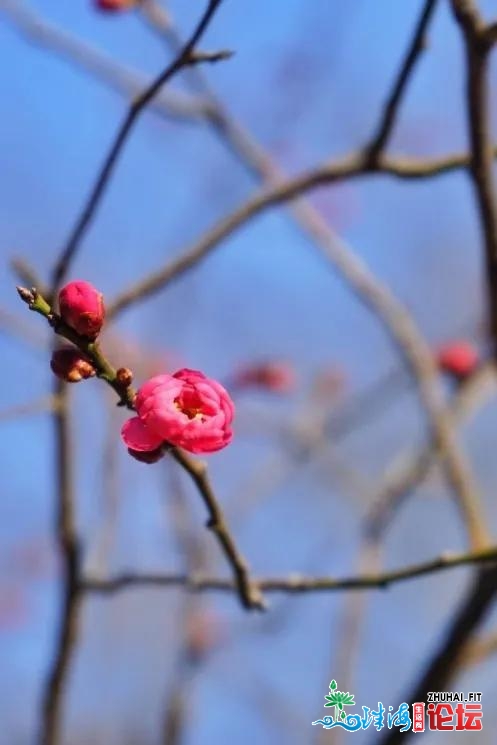 青岛：梅花面面开，一同来中猴子园撩“梅”吧！