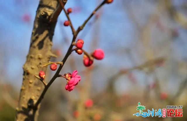 青岛：梅花面面开，一同来中猴子园撩“梅”吧！