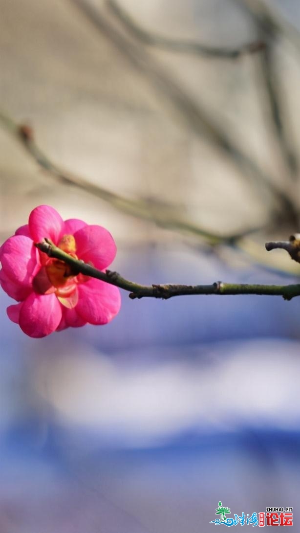 青岛：梅花面面开，一同来中猴子园撩“梅”吧！