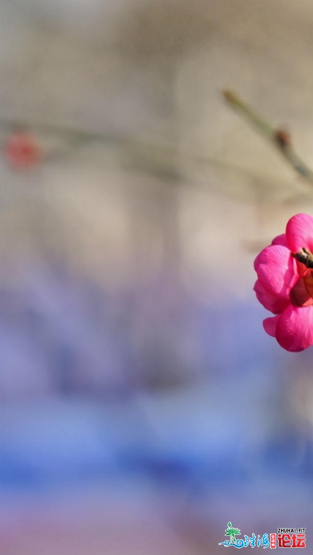 青岛：梅花面面开，一同来中猴子园撩“梅”吧！