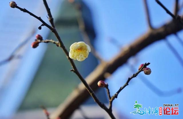 青岛：梅花面面开，一同来中猴子园撩“梅”吧！