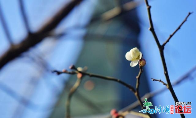 青岛：梅花面面开，一同来中猴子园撩“梅”吧！