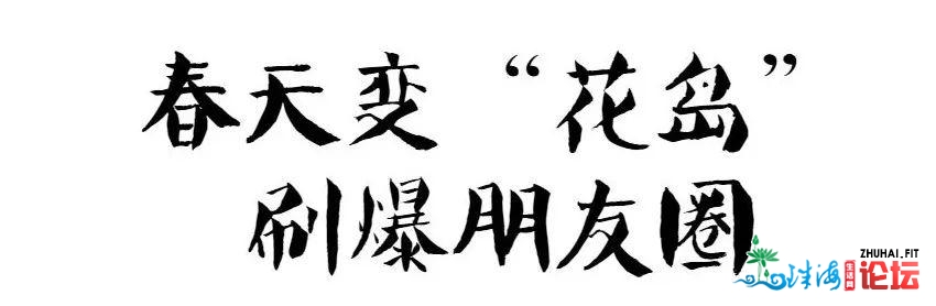 ​快来！刷爆伴侣圈的家狸岛花海，再过几天要消逝了