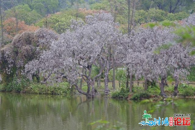 宫粉紫荆，黄花风铃木开正在珠海每处，去踩青吗？