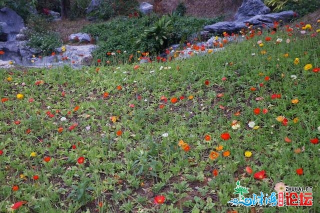 宫粉紫荆，黄花风铃木开正在珠海每处，去踩青吗？