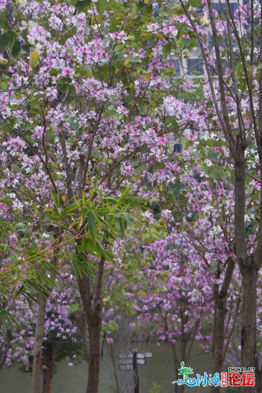 宫粉紫荆，黄花风铃木开正在珠海每处，去踩青吗？