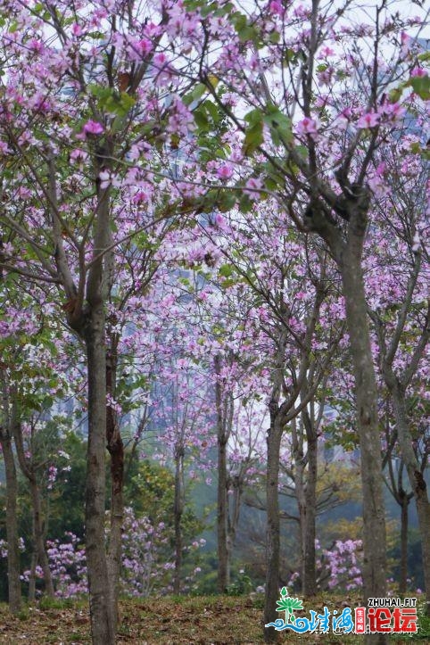 宫粉紫荆，黄花风铃木开正在珠海每处，去踩青吗？