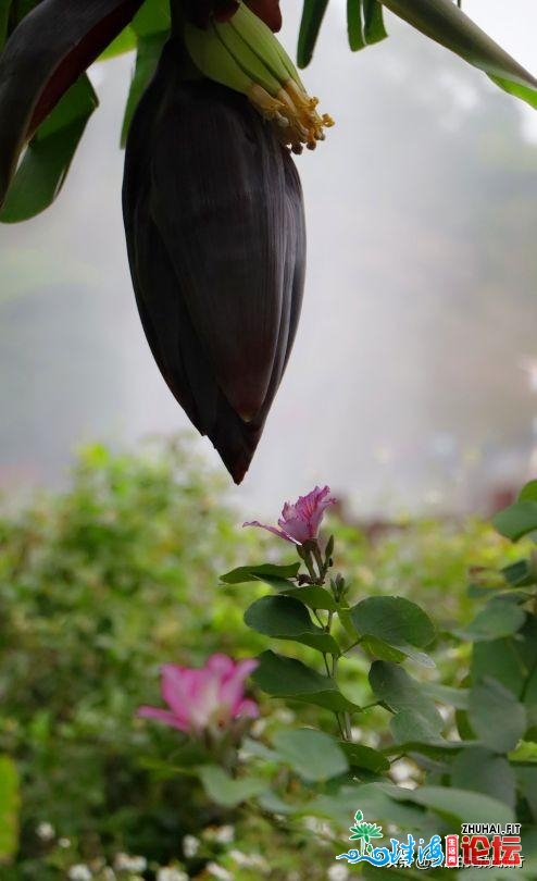 宫粉紫荆，黄花风铃木开正在珠海每处，去踩青吗？