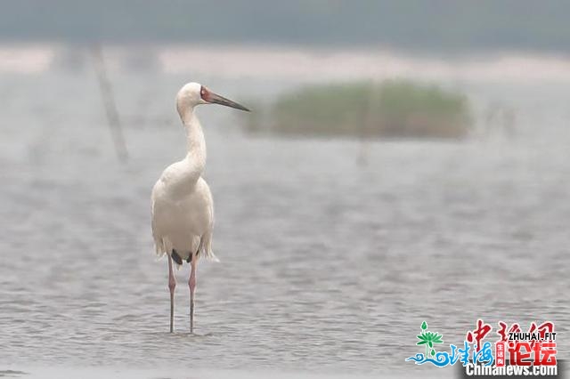 广东珠海初次观察记载到利剑鹤