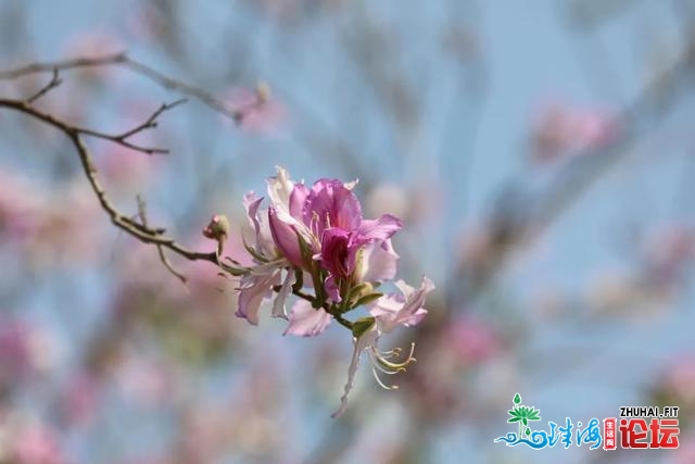 谦乡秋色锁没有住！珠海那份赏花指北请支好